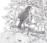 As Aves de Évora As Aves de Évora
