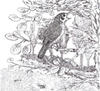 As Aves de Évora As Aves de Évora