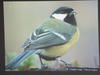 As Aves de Évora: A Biodiversidade ao nosso alcance - 9