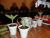 Produzir plantas a partir de outras