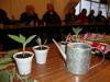Produzir plantas a partir de outras